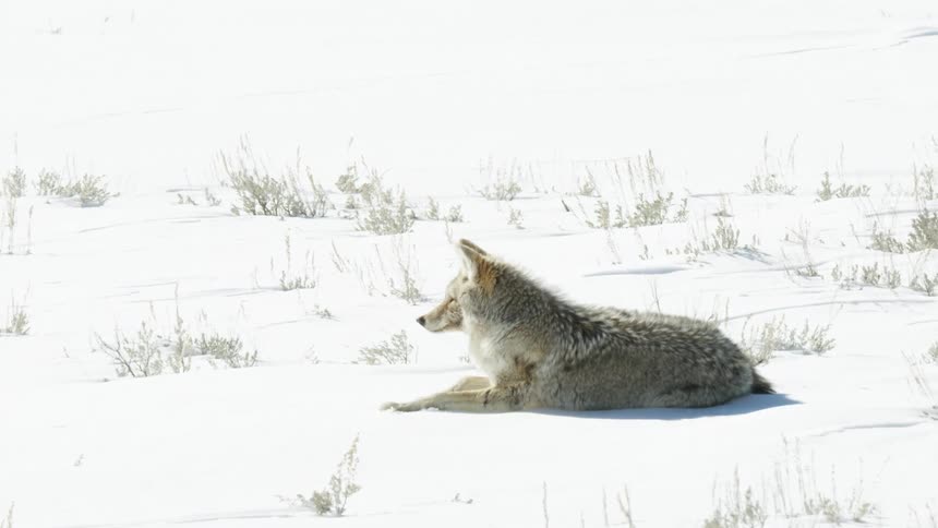 A wild coyote lies down to rest in the bright white snow of a winter landscape