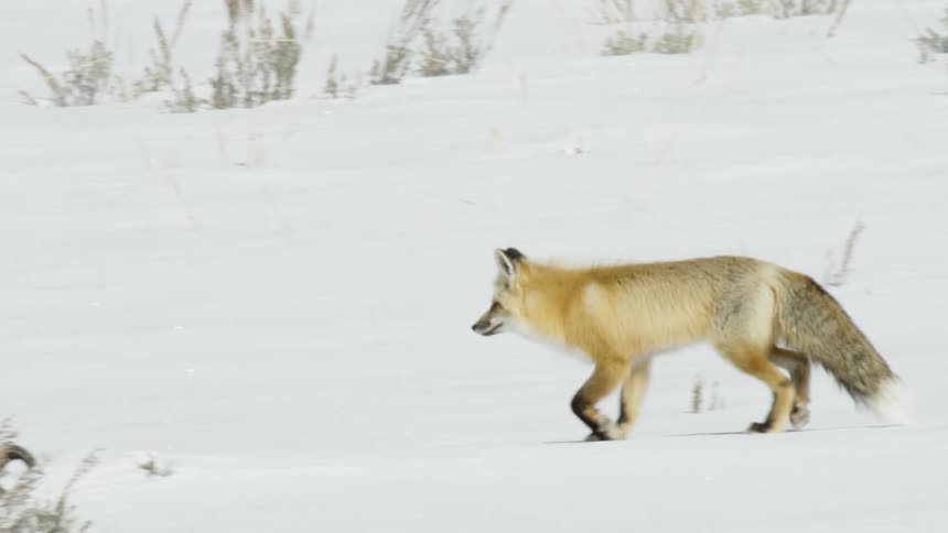 Side profile slow-motion shot of a beautiful red fox walking through a pristine snowy landscape on a sunny winter day