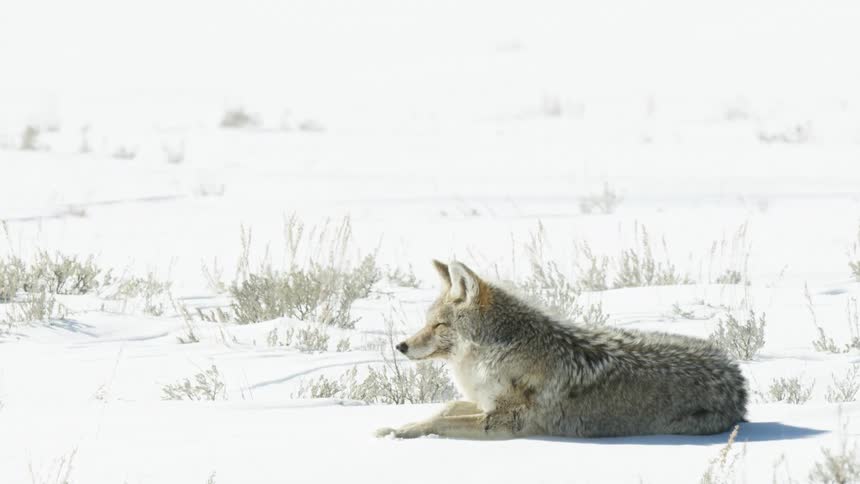 A wild coyote rests peacefully in a snowy field on a bright winter day