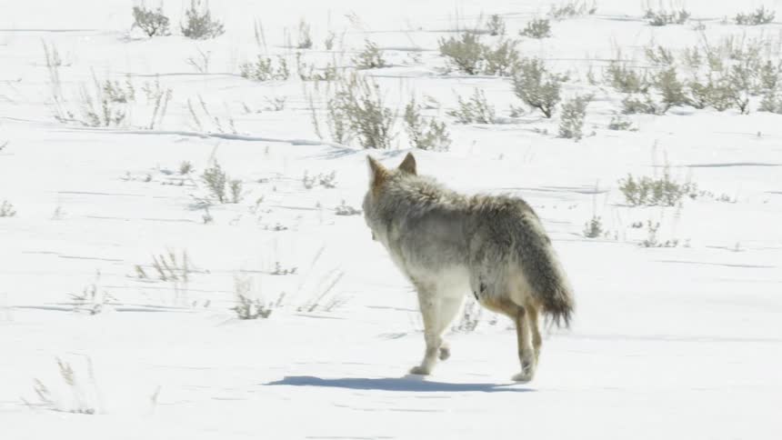 A wild coyote gracefully walks through the deep snow of a wintery landscape in stunning slow motion