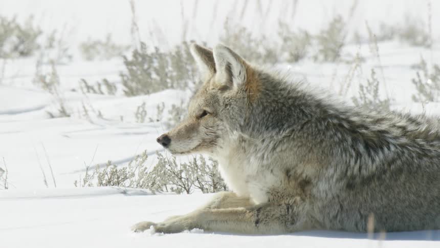 A peaceful coyote rests in a bright, snowy field during a sunny winter day