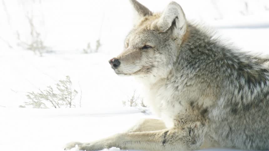 A beautiful coyote rests peacefully, dozing in the bright white snow on a sunny winter day