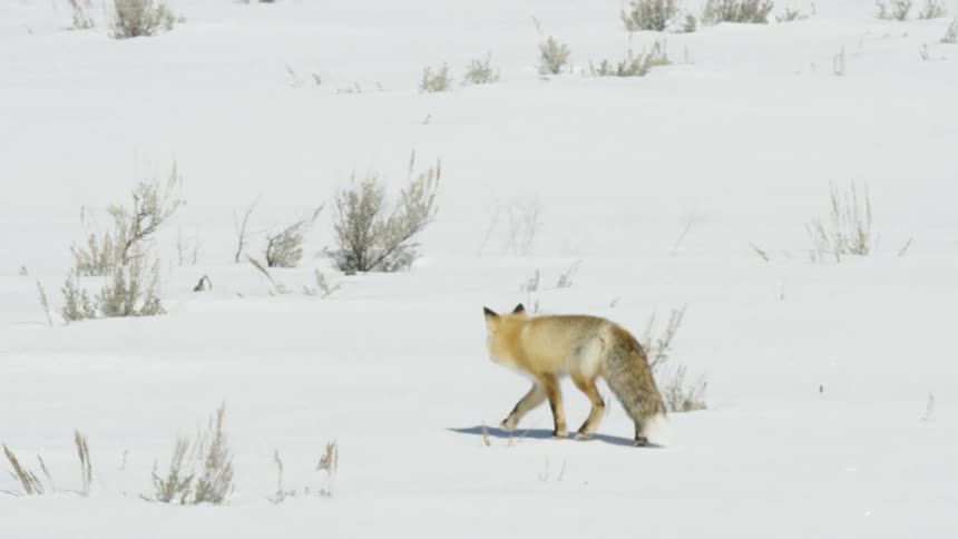 Slow motion footage shows a stunning red fox walking across a bright, snowy landscape in winter
