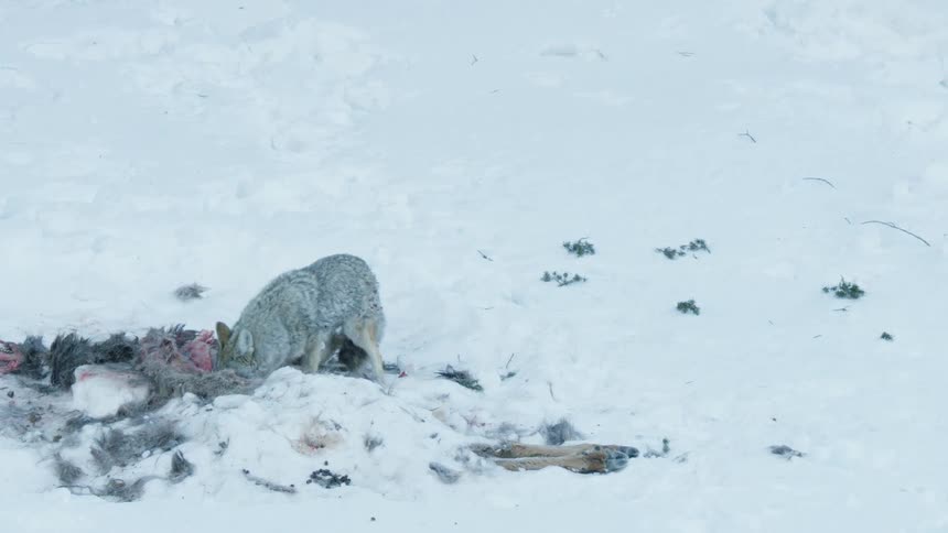 A wild coyote eats from a bloody carcass in a vast, snowy winter landscape while a magpie waits for scraps