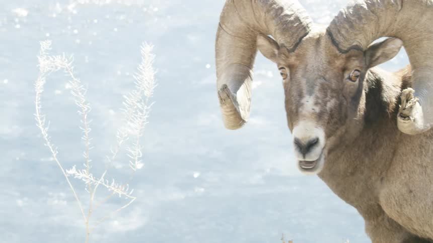A majestic bighorn sheep ram with large curved horns curiously looks at the camera by a sparkling frozen river on a bright winter day