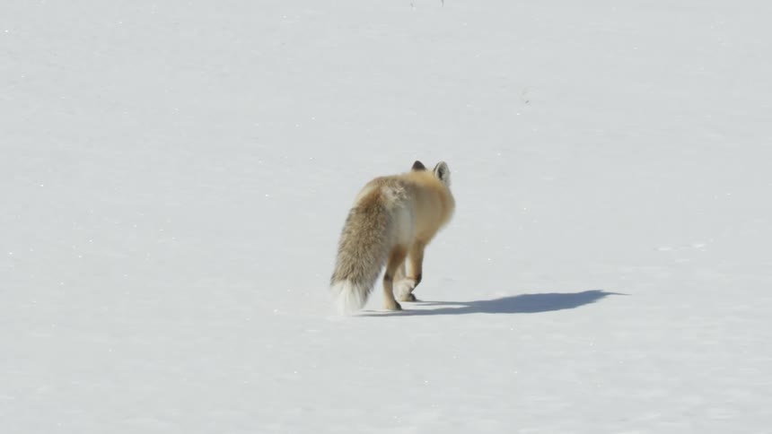 A lone red fox with a bushy tail slowly walks across a vast, pristine snowfield on a sunny day