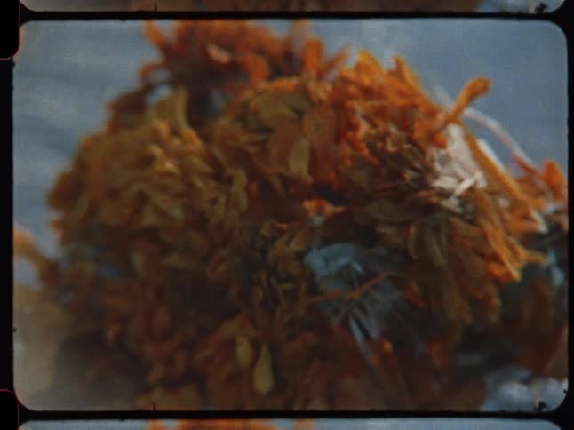 A close-up shot of withered orange flowers with a vintage, 8mm film aesthetic