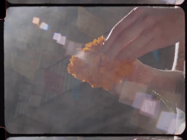 A person plucks the petals from a bright orange marigold in slow motion on vintage-style film with a dreamy lens flare