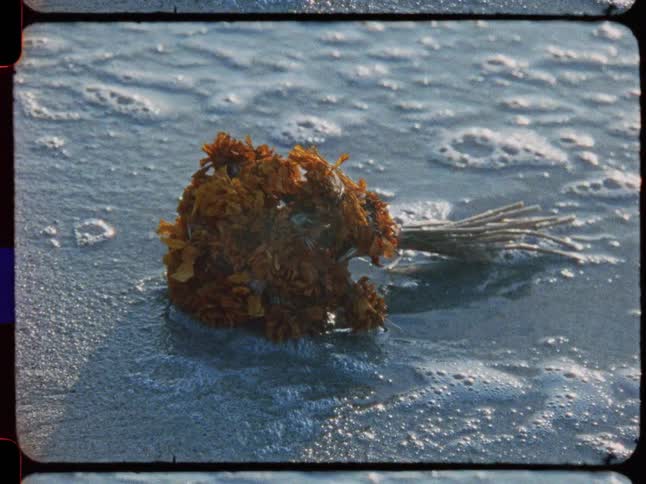 A vintage close-up shot shows a bouquet of dried orange flowers being washed by foamy ocean waves on a sandy beach
