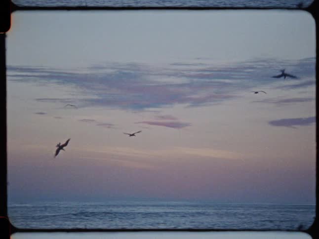 Vintage film captures seagulls flying gracefully over the ocean during a serene, pastel-colored sunset