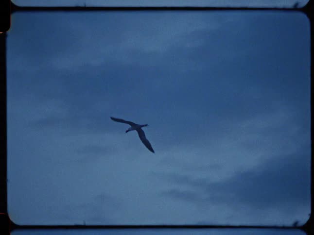 A solitary seabird soars gracefully through a deep blue, cloudy sky in this atmospheric vintage 8mm film clip