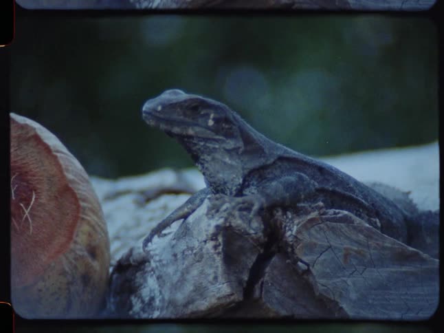 A vintage Super 8 close-up of a still iguana resting on a rock next to a coconut
