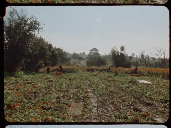 Vintage footage shows a group of farm workers harvesting a large field of orange marigold flowers by hand