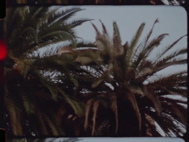 A slow, moody pan across palm tree tops swaying against an overcast sky, captured on vintage Super 8 film with prominent light leaks