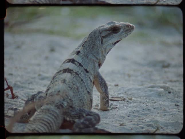 A grainy, vintage close-up shot of a striped iguana standing still on a sandy beach