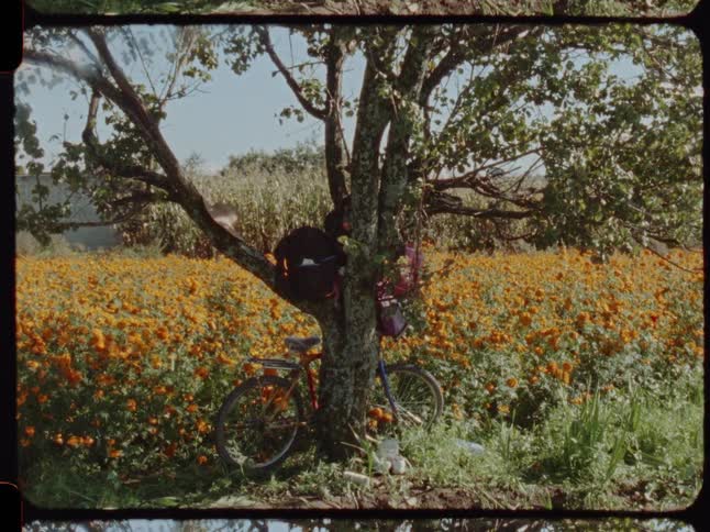 A bicycle and a backpack rest against a tree at the edge of a vibrant field of marigold flowers on a sunny day