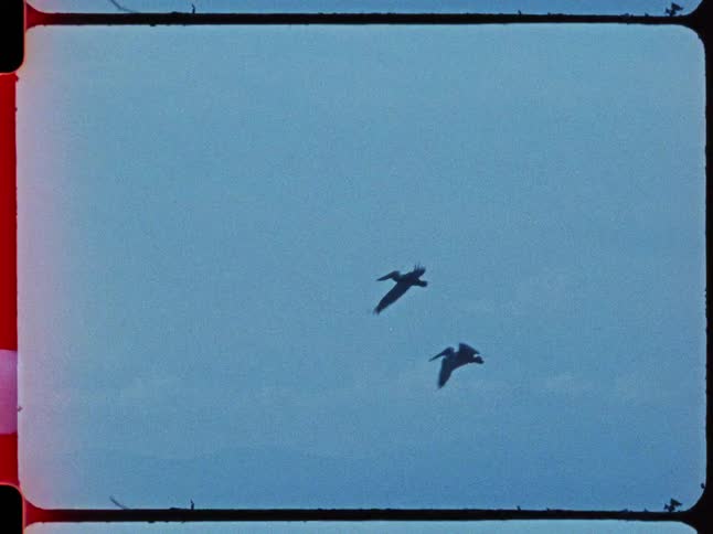 A collection of vintage super 8 film clips shows pelicans soaring gracefully over the vast blue ocean