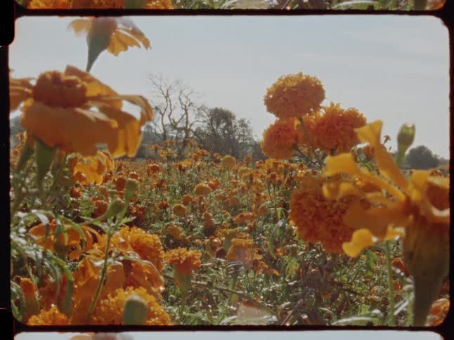 A vibrant field of orange marigold flowers, known as Cempasúchil, basks in the sunlight, captured in a vintage film style