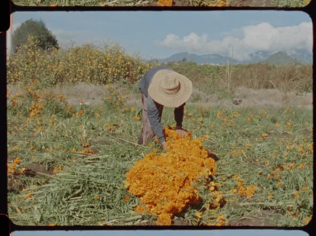 A vintage shot shows a Mexican farmer in a straw hat harvesting bright orange cempasúchil marigold flowers in a field for the Day of the Dead celebration