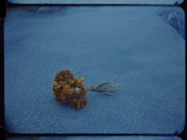 A vintage film captures a bouquet of marigolds on the shore as it gets swept up by a gentle wave