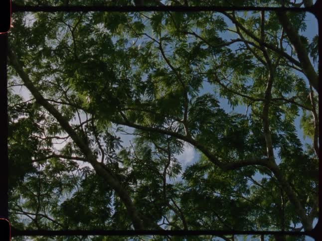 Archival film footage captures a peaceful view looking up through the leafy canopy of a tree on a sunny day