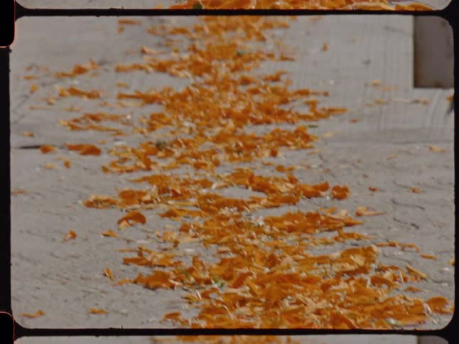 Vintage Super 8 footage captures a path of vibrant orange marigold petals laid on the ground for a traditional Day of the Dead celebration in Mexico