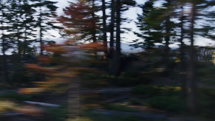 A scenic drive offers a fast-moving, blurry view of a pine tree forest with majestic mountains and a lake in the background