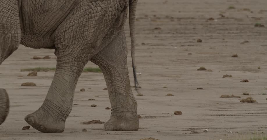 An elephant walks across the ground