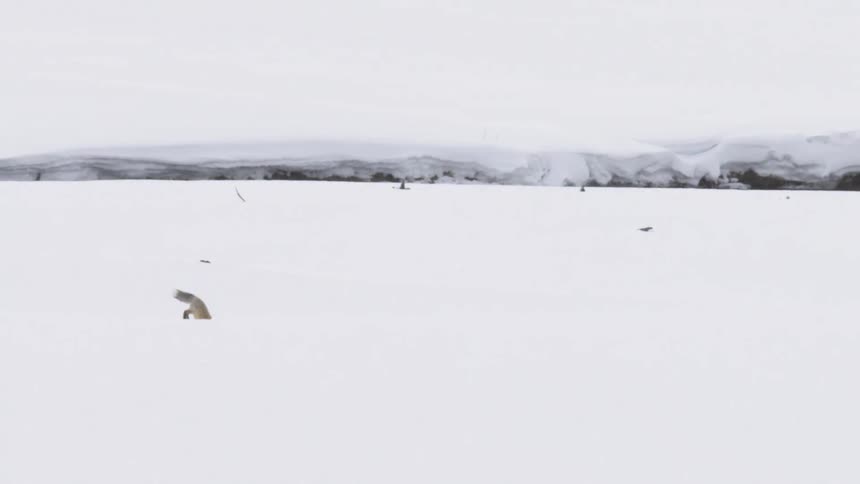 Slow motion shot of a red fox performing a spectacular jump and headfirst dive into the deep snow while hunting in a barren winter wilderness
