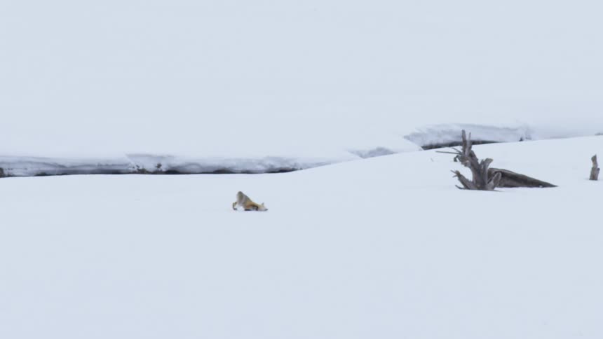 A lone red fox walks a few steps across a snowy landscape before playfully rolling and resting in the snow