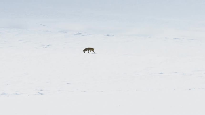 A solitary red fox walks slowly across a vast, bright white, snow-covered landscape in slow motion