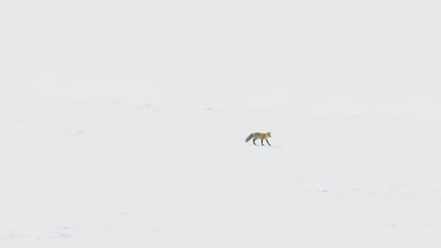 Minimalist slow-motion shot of a red fox trotting through a pristine snowy field