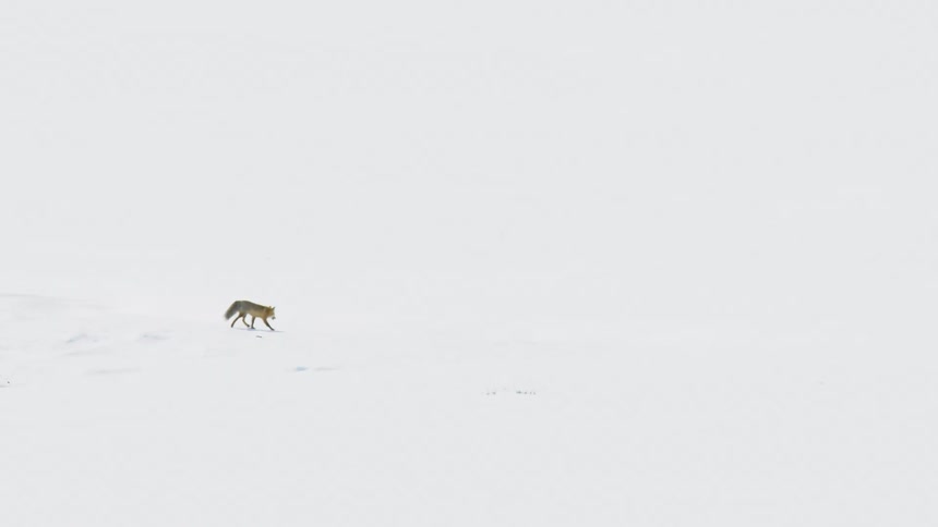 A red fox gracefully walks across a vast and minimalist snow-covered landscape in slow motion