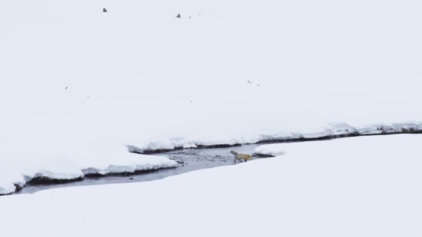 A wild red fox crosses a river and walks across a vast snowy landscape in the winter