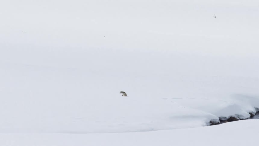 In slow motion, a red fox leaps high into the air and plunges into the deep snow to hunt for rodents in a vast winter wilderness