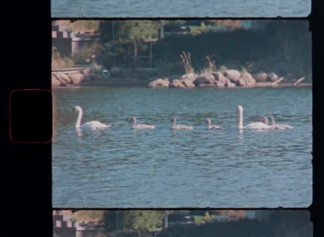 Archival 8mm footage of a family of swans and their babies swimming together on a lake