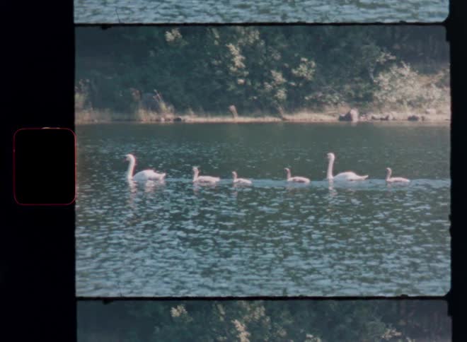 Vintage Super 8 film captures a beautiful family of swans and their babies swimming in a row on a peaceful lake
