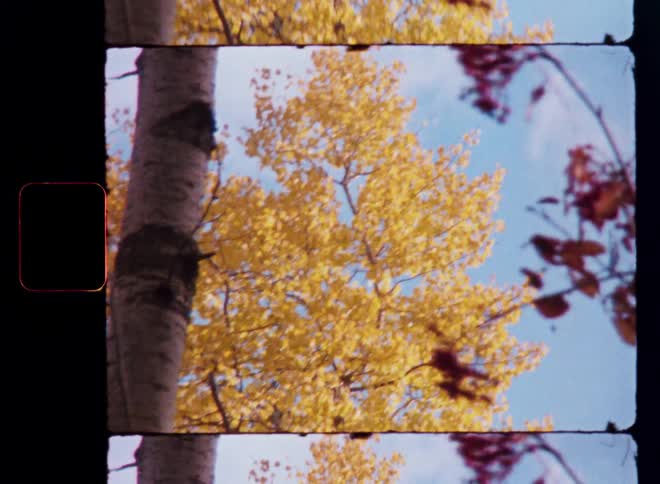 A dreamy, low-angle shot of a tree with vibrant yellow autumn leaves against the blue sky, captured on vintage film