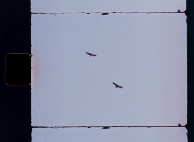 A Super 8mm film scan shows two birds soaring against a hazy white sky