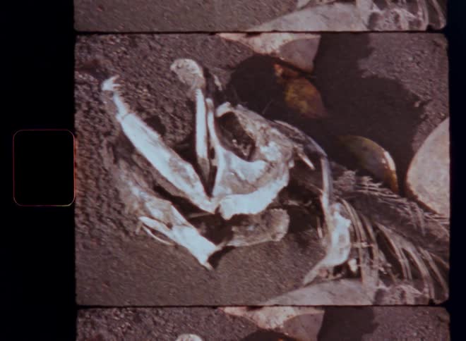 A gritty vintage film scan slowly reveals the decaying skeletal remains of a fish on a sandy shore