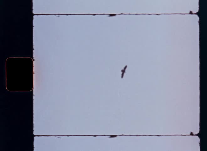 An eagle gracefully soars in slow motion across a pale sky, captured on authentic vintage 8mm film