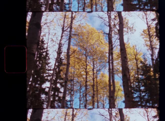 A vintage, multi-frame film view looking up at tall aspen trees with golden autumn leaves against a clear blue sky