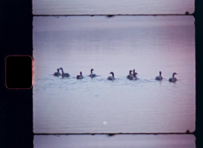Vintage 8mm film captures a flock of geese swimming in a line across a placid lake