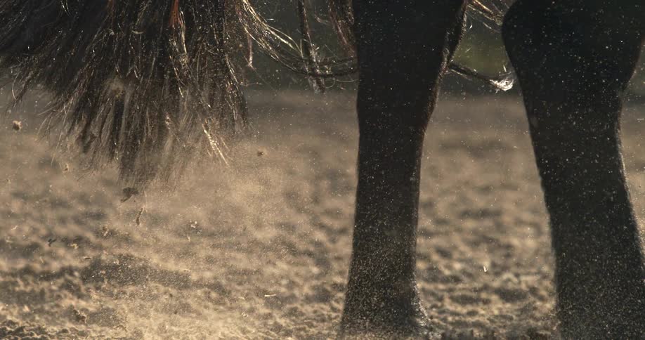 Super slow motion close-up of dust particles floating around a dark horse's legs in the golden hour sunlight