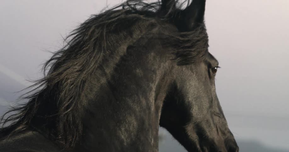 Slow-motion close-up of a beautiful black stallion with its mane blowing in the wind