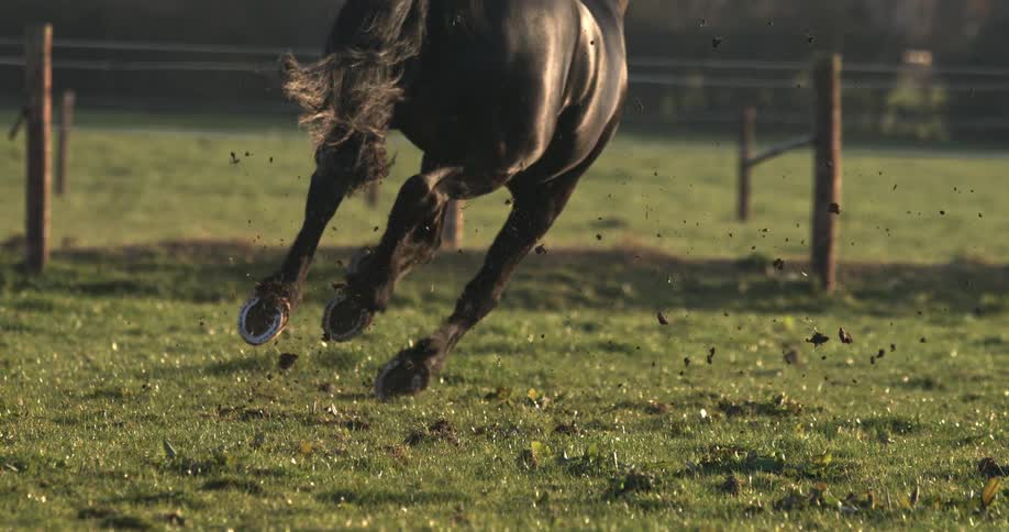 A powerful black horse gallops away across a grassy field, its shod hooves kicking up dirt in dramatic super slow motion
