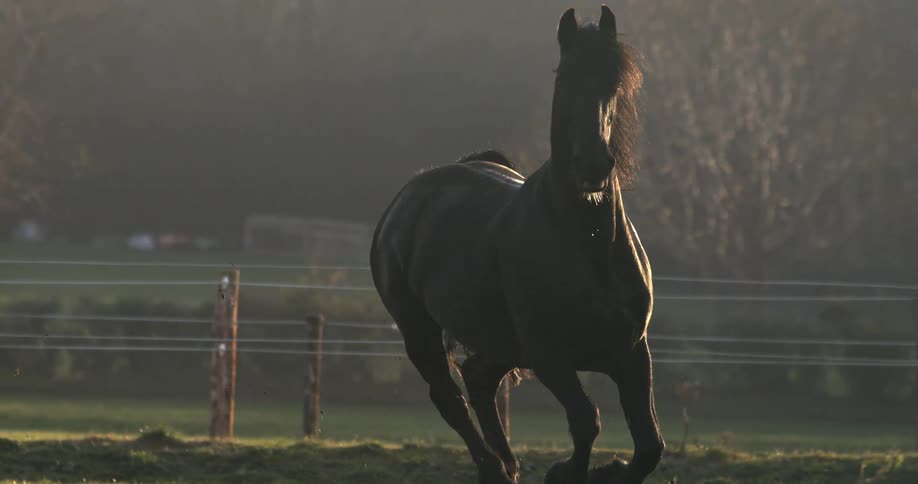 A majestic black horse gallops towards the camera in slow motion, backlit by the golden hour sun in a misty field