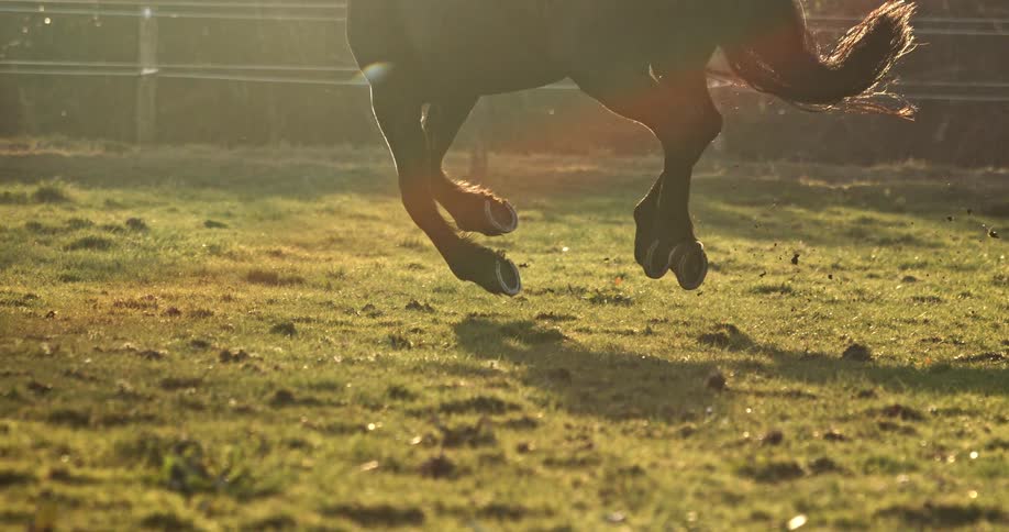 A powerful horse gallops in slow motion across a grassy field as its hooves kick up dirt in the golden hour light