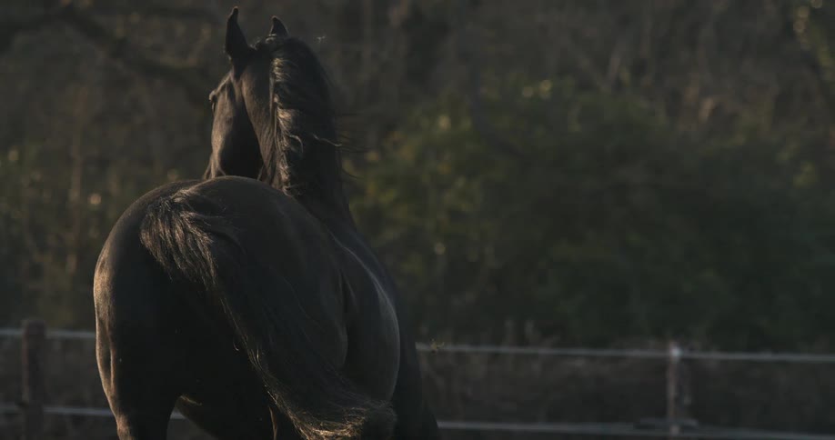 The back of a majestic black horse is shown in slow motion as its mane and tail blow gently in the wind at golden hour