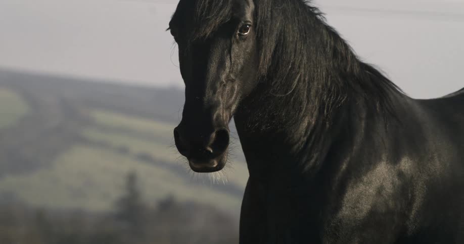 Cinematic close-up of a powerful black stallion standing still against a backdrop of rolling hills